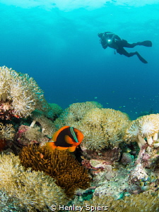 Tomato Anemonefish & Diver by Henley Spiers 
